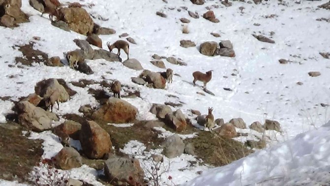 Yaban Keçileri Dkmp Tarafından Kayıt Altına Alınıyor