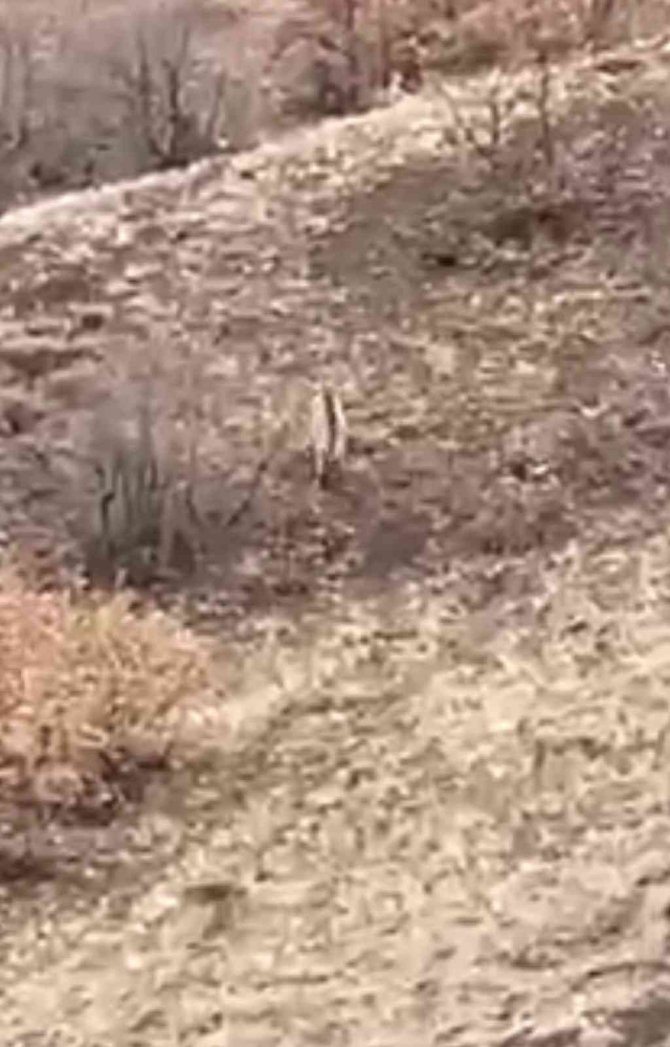 Nesli Tükenme Tehlikesi Altındaki Çizgili Sırtlan Elazığ’da Görüntülendi