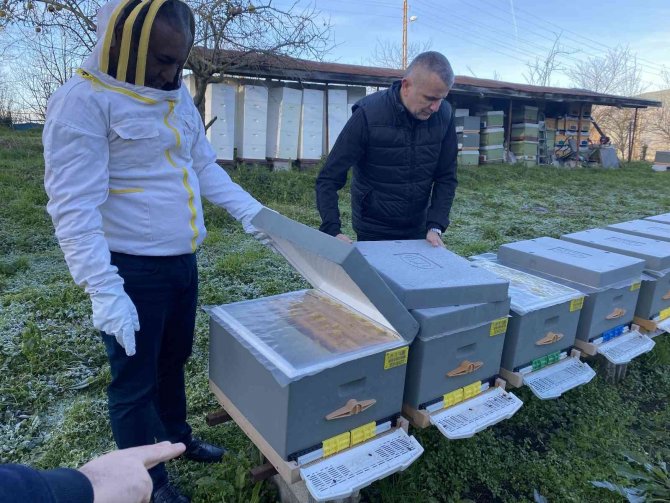 Yüksek Hava Sıcaklıkları Arıcılığı Ve Bal Üretimini Olumsuz Etkiliyor