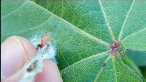 Adana’da Pembekurtla Mücadele