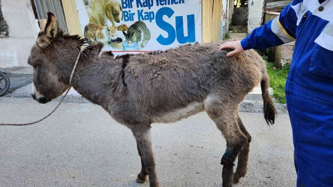 Ölüme Terk Edilen Eşek, Osmaniye’de Tedavi Altına Alındı