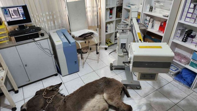 Ölüme Terk Edilen Eşek, Osmaniye’de Tedavi Altına Alındı