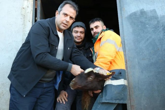 Elazığ’da Anaç Koyun Ve Keçi Tespit Çalışmaları Sürüyor