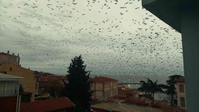 Gökyüzünü Kaplayan Karga Sürüsü Korku Filmlerini Aratmadı