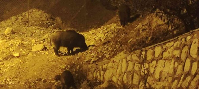 Yaban Domuzları Kente İndi