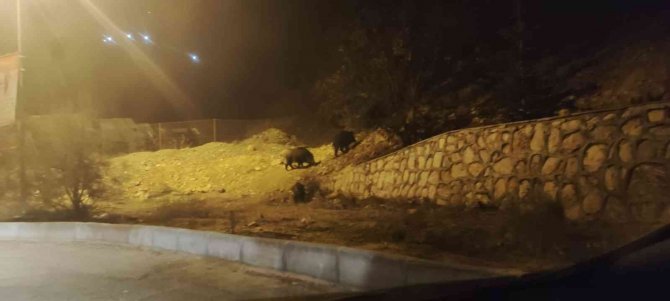 Yaban Domuzları Kente İndi