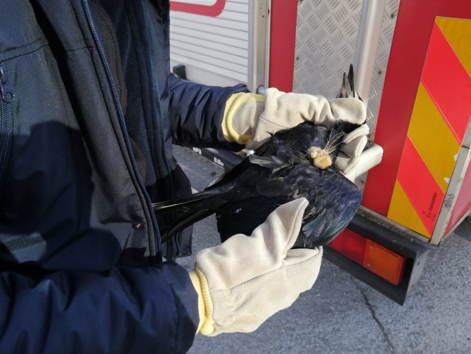 Ağaca Takılan Kargayı İtfaiye Kurtardı