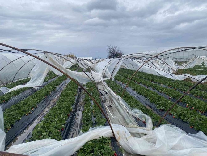 Fırtına Sonrası Geldiği Serasını Yerinde Bulamadı