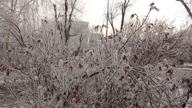 Göle Eksi 22,4 Derece İle Dondu