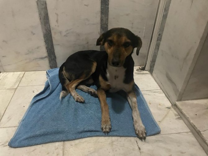 Yağmurda Islanan Köpeği Ceketine Sardı, Apartman İçerisine Alarak Isıttı