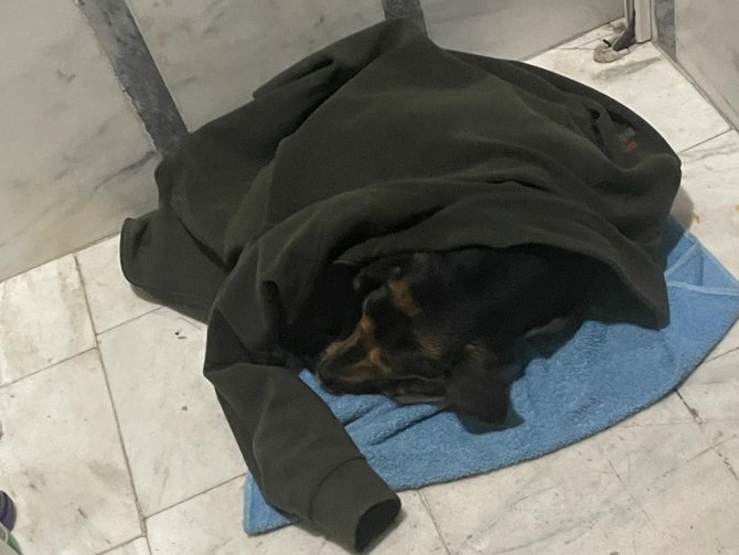 Yağmurda Islanan Köpeği Ceketine Sardı, Apartman İçerisine Alarak Isıttı