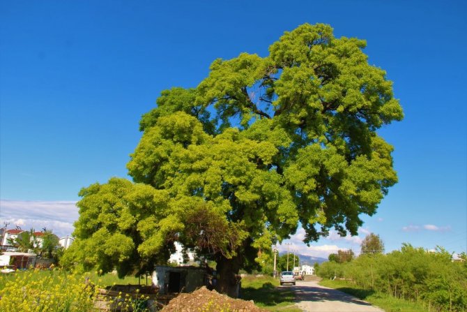 Doğaseverler, 210 Yaşındaki Ağacın Korunması İçin Harekete Geçti