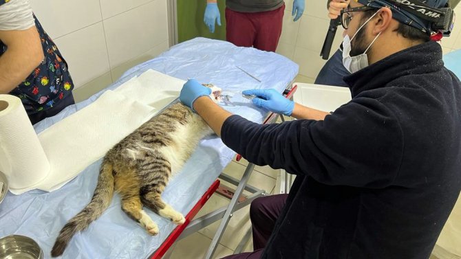 Bağcılar’da 15 Bin 973 Sokak Hayvanı Tedavi Edildi