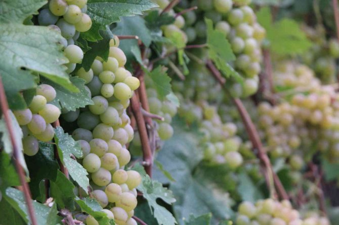 Coğrafi İşaretli Ürün Olan Çavuş Üzümü Belgesine Kavuştu
