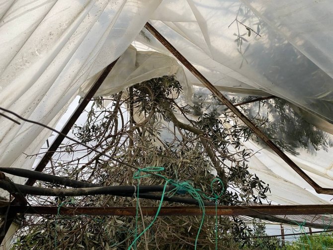 Antalya’da Hortum Domates Ve Çilek Seralarını Parçaladı
