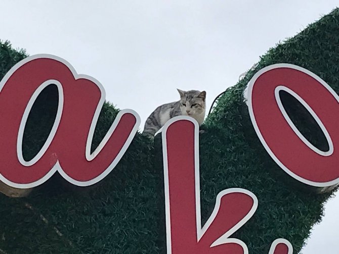Reklam Panosunda Mahsur Kalan Kedi Zor Anlar Yaşattı