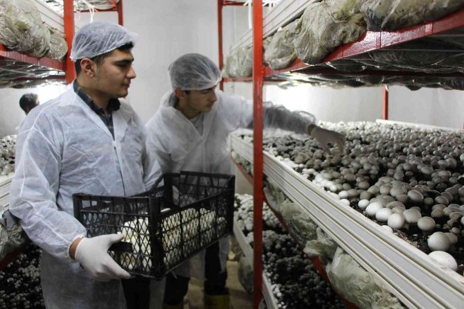 Lise Öğrencileri Okulda Mantar Yetiştiriyor, Hedefleri 13 Tonluk Üretim