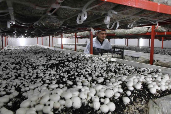 Lise Öğrencileri Okulda Mantar Yetiştiriyor, Hedefleri 13 Tonluk Üretim