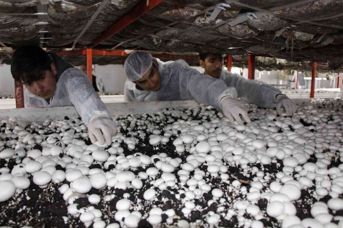 Lise Öğrencileri Okulda Mantar Yetiştiriyor, Hedefleri 13 Tonluk Üretim