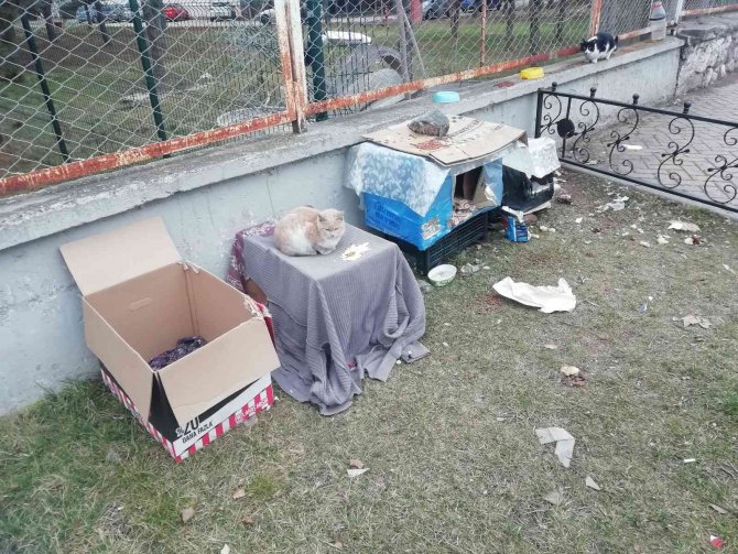 Kediler Üşümesin Diye Kartondan Evler Yaptılar