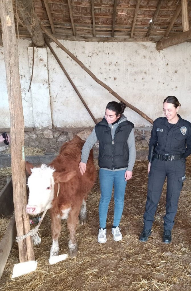 Isparta’da Kaybolan Hediyelik Düveyi Polis Buldu