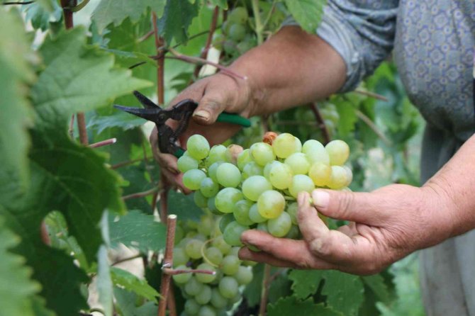 Coğrafi İşaretli Ürün Olan Çavuş Üzümü Belgesine Kavuştu