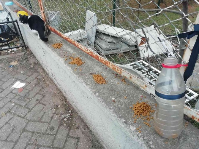 Kediler Üşümesin Diye Kartondan Evler Yaptılar