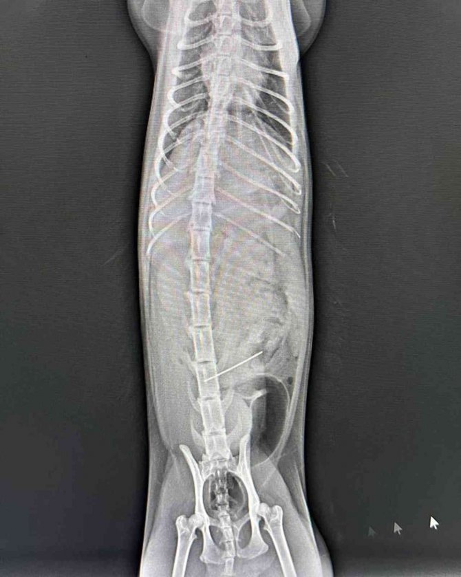 Kedinin Midesinden İğne Çıktı