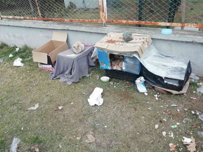 Kediler Üşümesin Diye Kartondan Evler Yaptılar