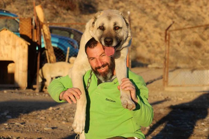 Kar Yağmadı, Anadolu Aslanı Kış Zırhını Giyemedi