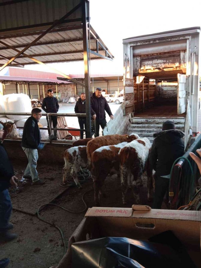 Hayvan Hırsızları Jasat’tan Kaçamadı