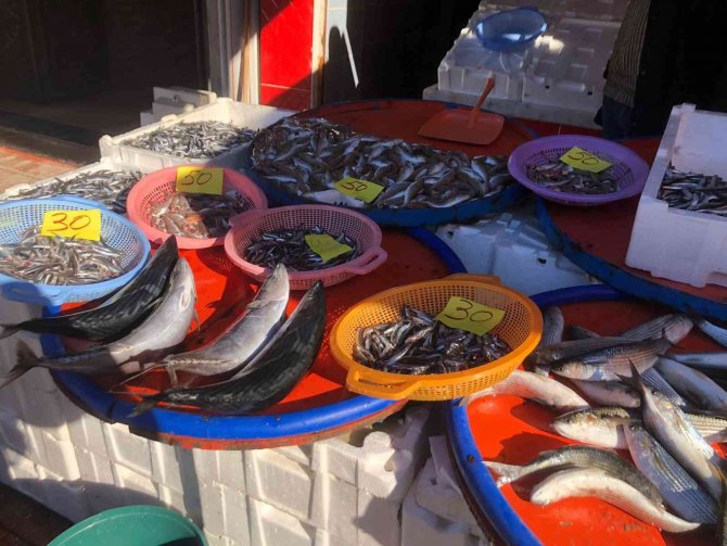 Rizeliler Doğu Karadeniz’den Çıkmayan Balığın Lezzetini Beğenmiyor
