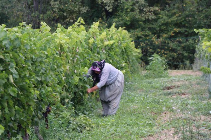Coğrafi İşaretli Ürün Olan Çavuş Üzümü Belgesine Kavuştu