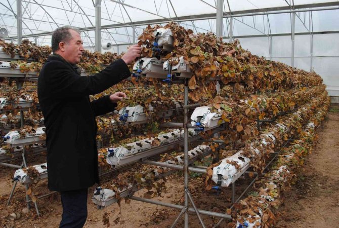 Sarıcakaya, Gözünü Akıllı Seralara Dikti