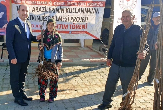 Altıparmak Kirazı Yaygınlaşıyor