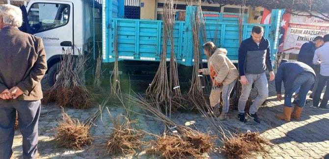 Altıparmak Kirazı Yaygınlaşıyor