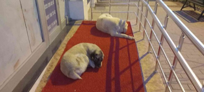 Vişnelik Aile Sağlığı Merkezi Önünde Sevimli Köpekler Geceleri Nöbet Bekliyor