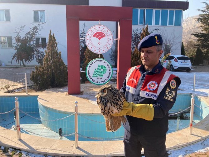 Yaralı Baykuşa Duyarlı Vatandaş Şefkati