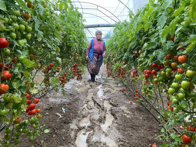 Aksu’da Fırtına Ve Dolu Sebebiyle 95 Dekar Sera Alanı Zarar Gördü