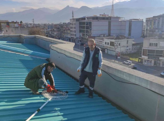 Çatıda Mahsur Kalan Kedi Kurtarıldı