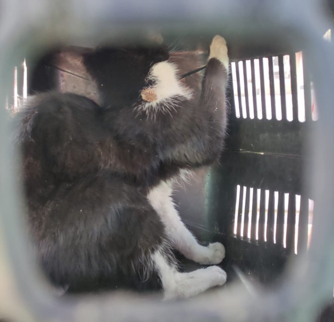 Çatıda Mahsur Kalan Kedi Kurtarıldı