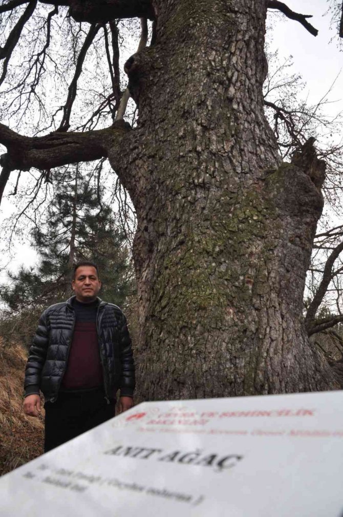 Asırlık Fındık Ağacı Yıllara Meydan Okuyor