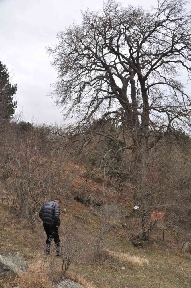 Asırlık Fındık Ağacı Yıllara Meydan Okuyor