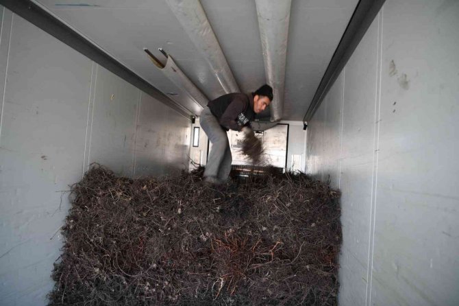 2023 Yılının İlk Fidan İhracatı Bulgaristan’a Gerçekleşti