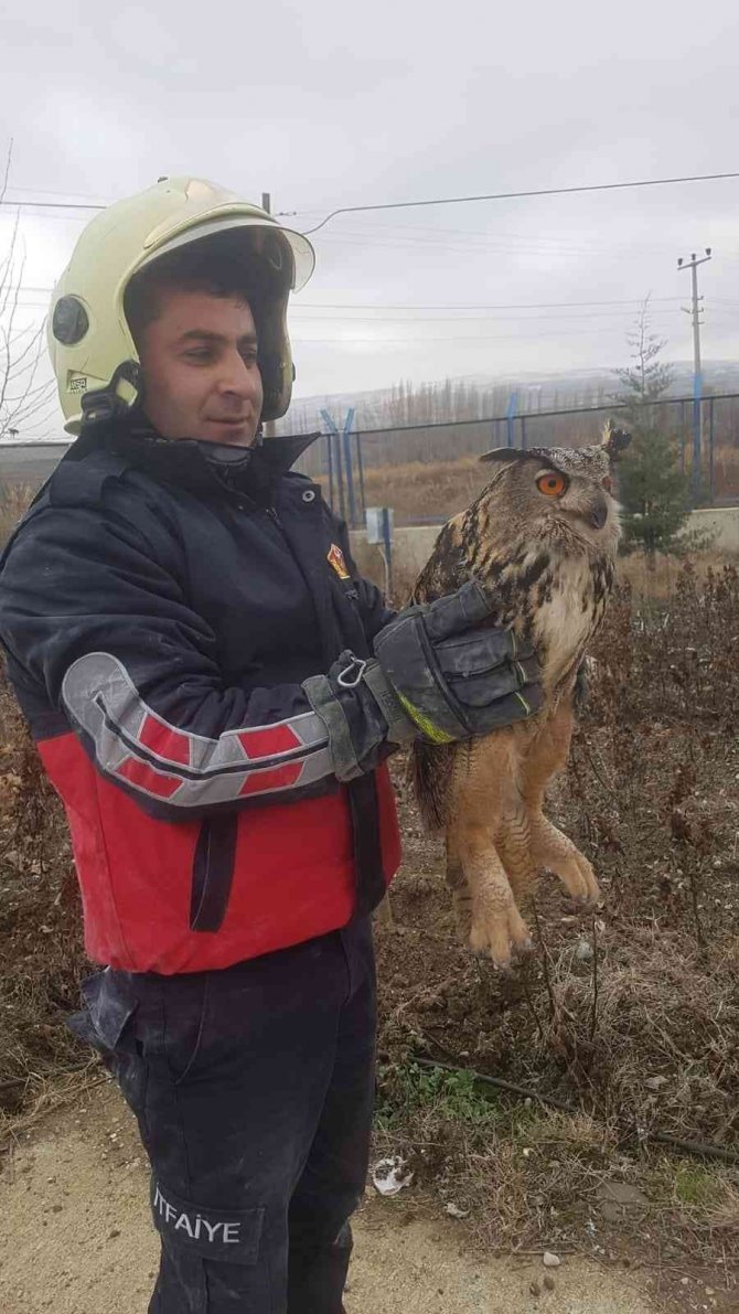 Mahsur Kalan Baykuş Ve Güvercini İtfaiye Kurtardı