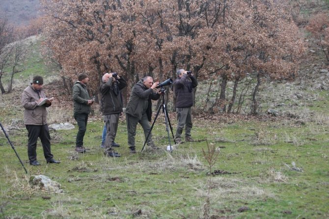 Karakoçan’da Yaban Keçisi Envanter Çalışması Yapıldı