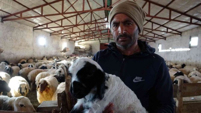 Elazığ’da Yeni Yılın İlk Kuzuları Dünyaya Geldi