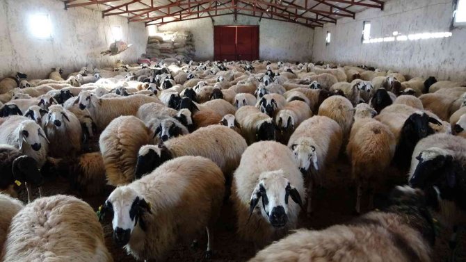 Elazığ’da Yeni Yılın İlk Kuzuları Dünyaya Geldi