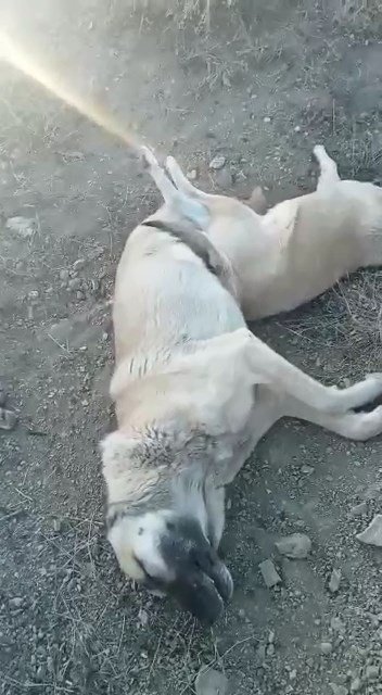 Elazığ’da Köpek Katliamı: 10 Köpek Zehirlendi