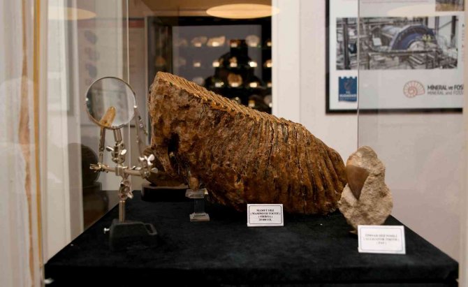 Kuşadası Belediyesi Mineral Ve Fosil Müzesi Ziyaretçilerini Bekliyor